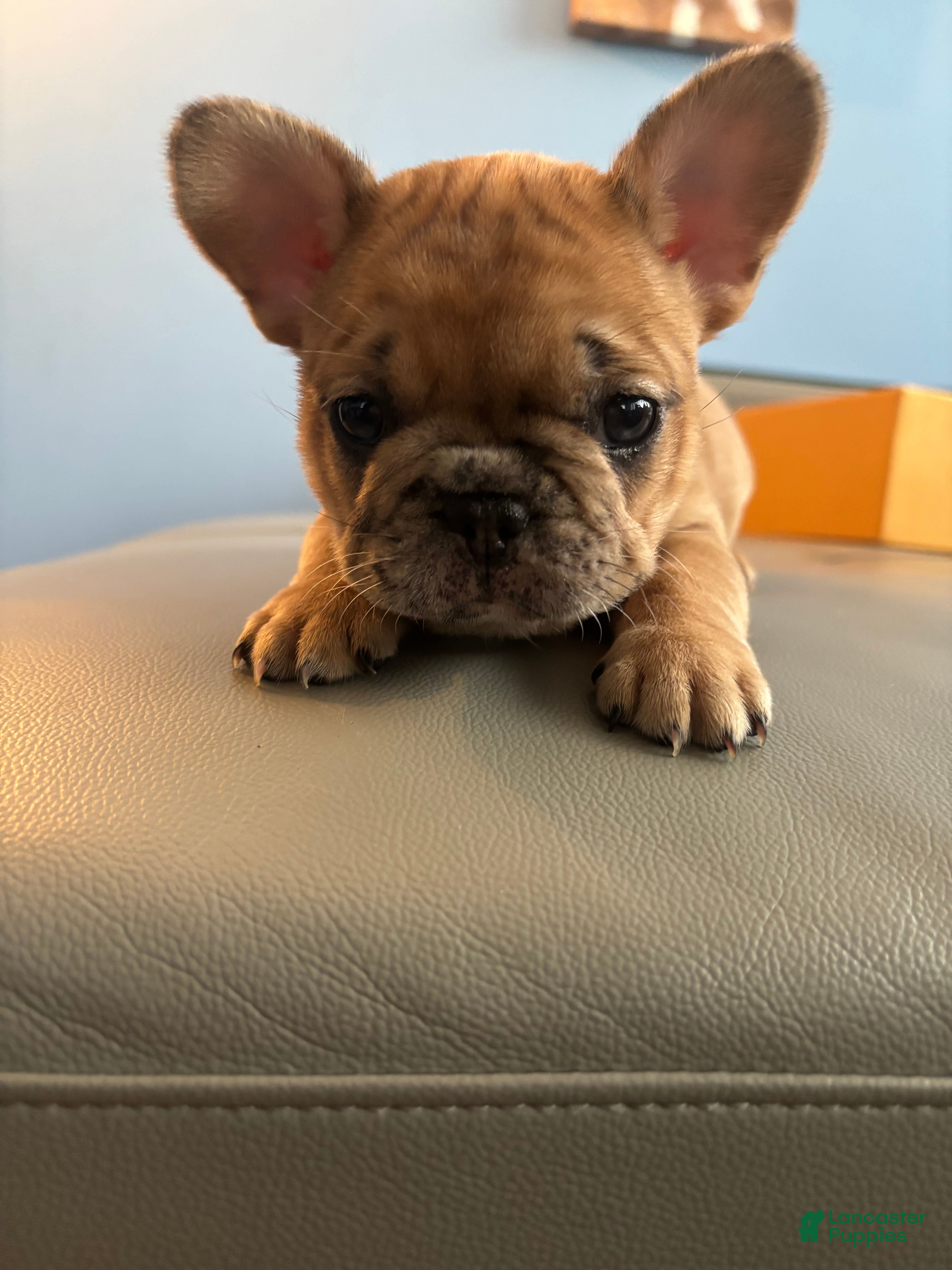 French Bulldog dogs Mega - Ad 19