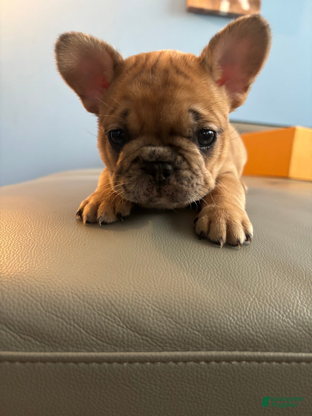 French Bulldog dogs for sale: Mega - Ad 1