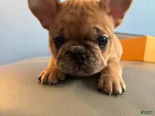 French Bulldog dogs Mega - Ad 11