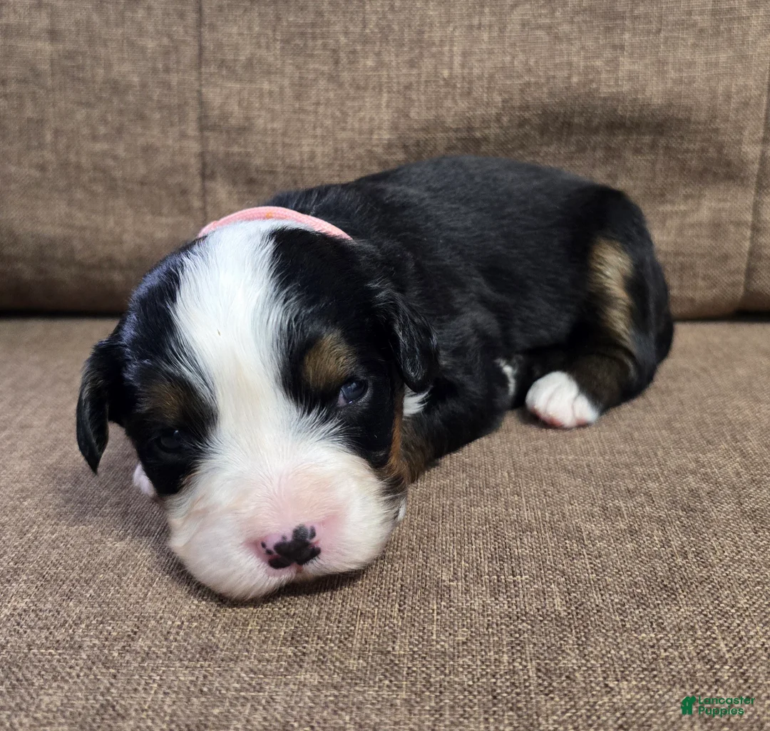 Miniature Bernese Mountain Dog dogs for sale: Bellini - Ad 2