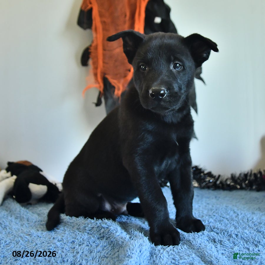 Belgian Malinois dogs Lupin - Ad 2