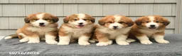 Mixed Breed dogs for sale: Rita - Ad 3
