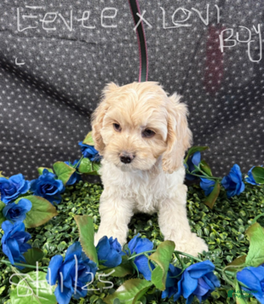 Cockapoo dogs for sale: Eevee Boy1 - Ad 9