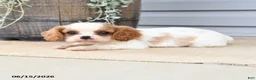 Cavalier King Charles Spaniel dogs for sale: Cricket - Ad 4