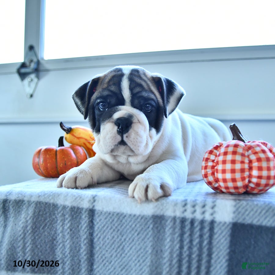English Bulldog dogs for sale: Raven - Ad 2
