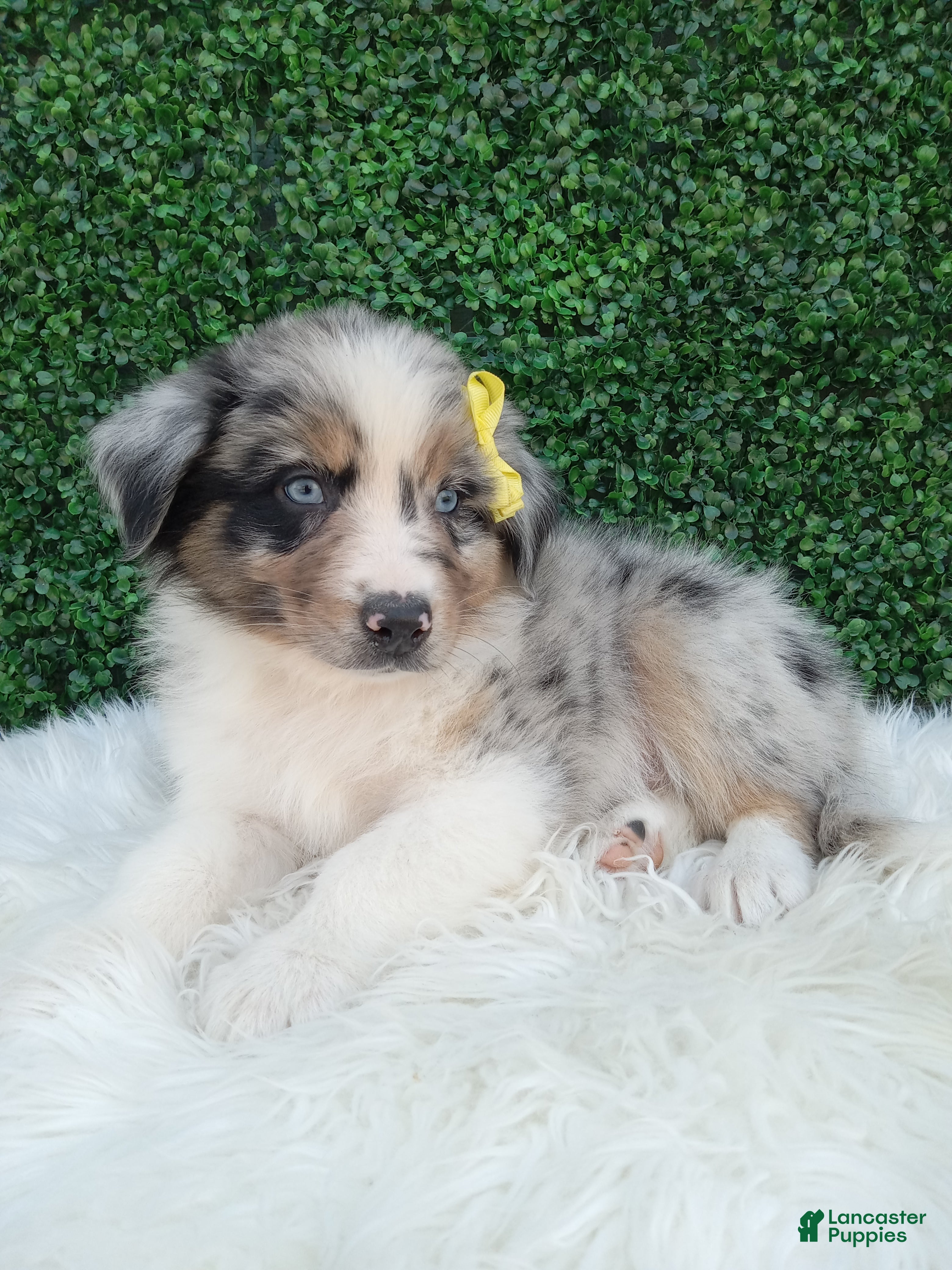 Australian Shepherd dogs Rubble - Ad 1