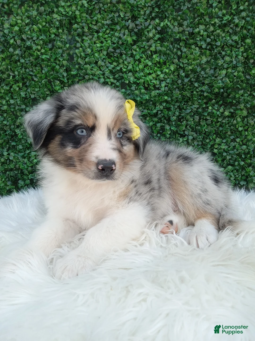 Australian Shepherd dogs for sale: Rubble - Ad 1