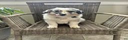 Australian Shepherd dogs for sale: Leo - Ad 2