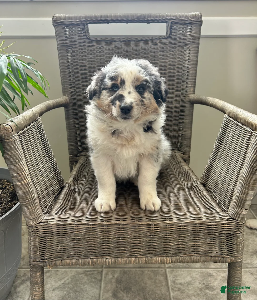 Australian Shepherd dogs for sale: Leo - Ad 2