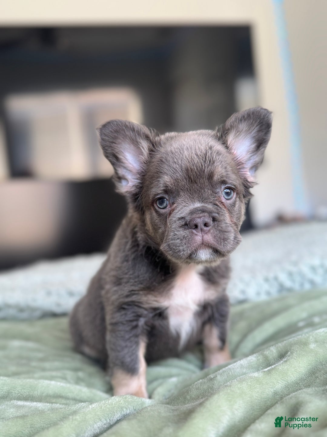 French Bulldog dogs for sale: Lilac tan Fluffy Female  - Ad 6