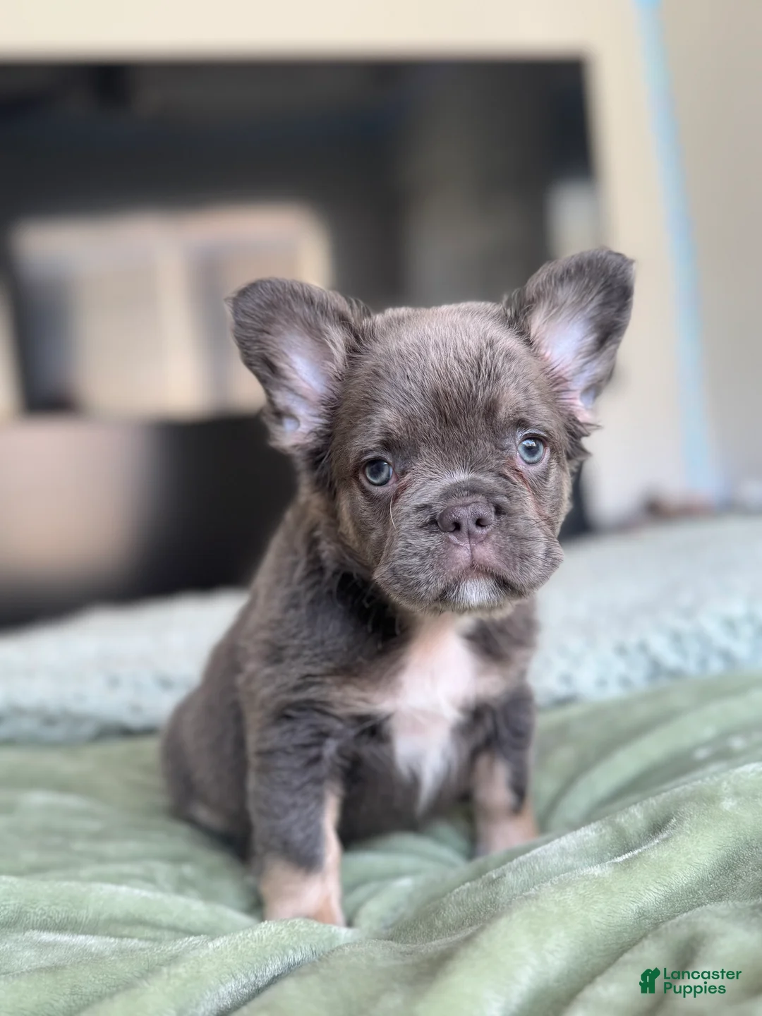 French Bulldog dogs for sale: Lilac tan Fluffy Female  - Ad 8