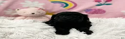 Cavapoo dogs for sale: Sweetheart - Ad 6