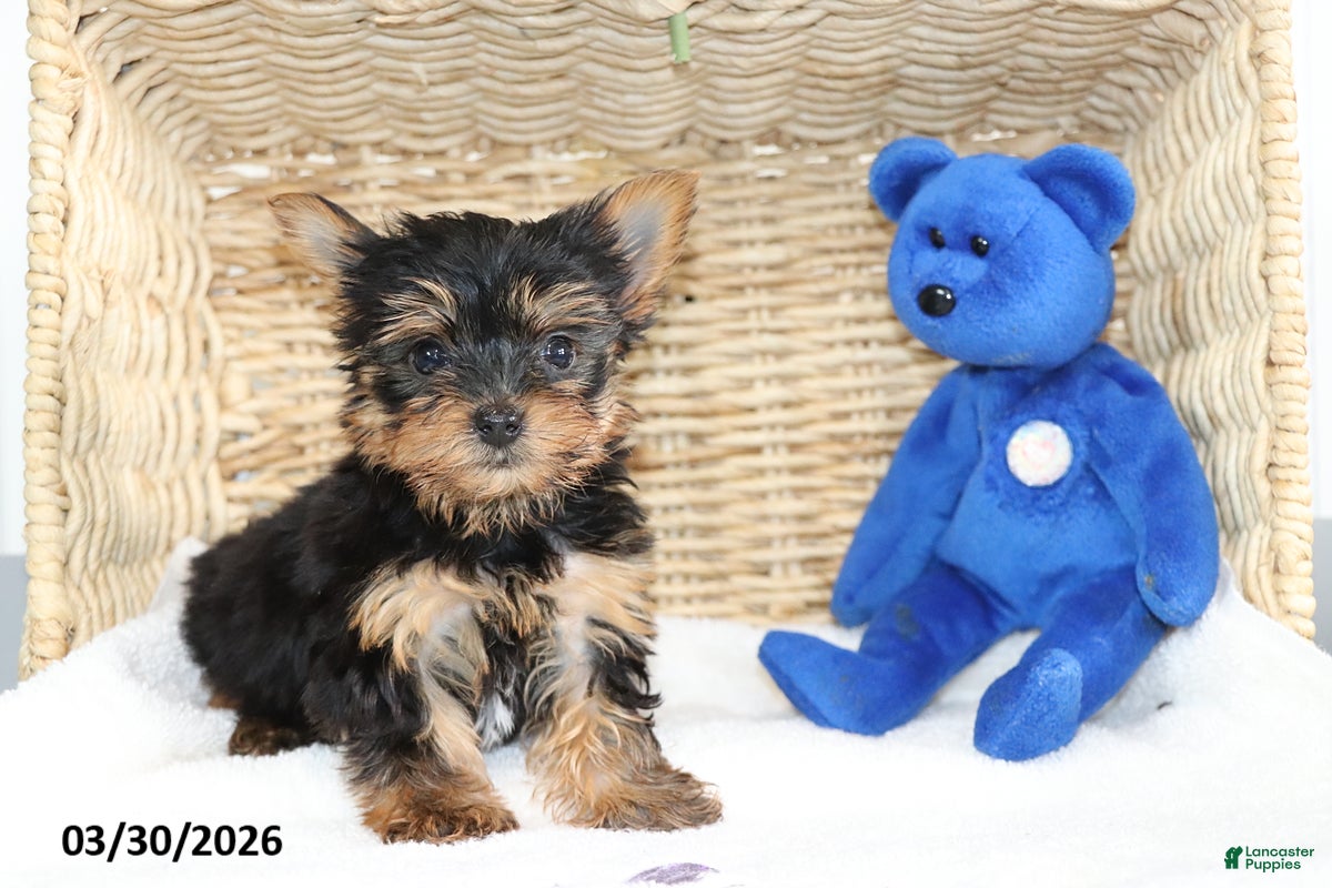 Yorkshire Terrier dogs Captain - Ad 1