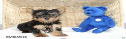 Yorkshire Terrier dogs for sale: Captain - Ad 1