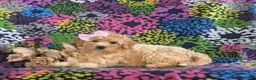 Bichpoo dogs for sale: Ashlan - Ad 4