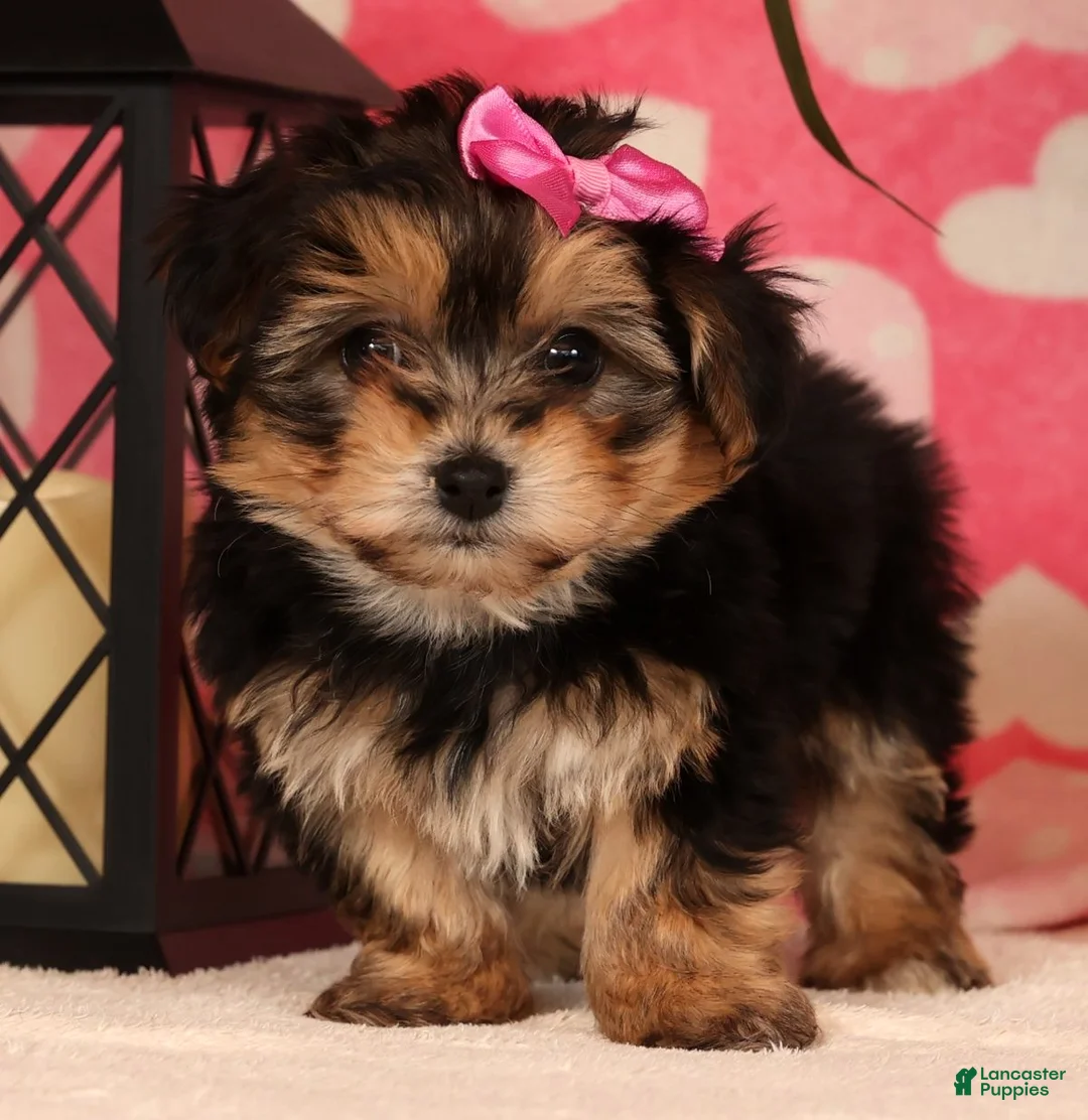 Yochon dogs for sale: Tony - Ad 3