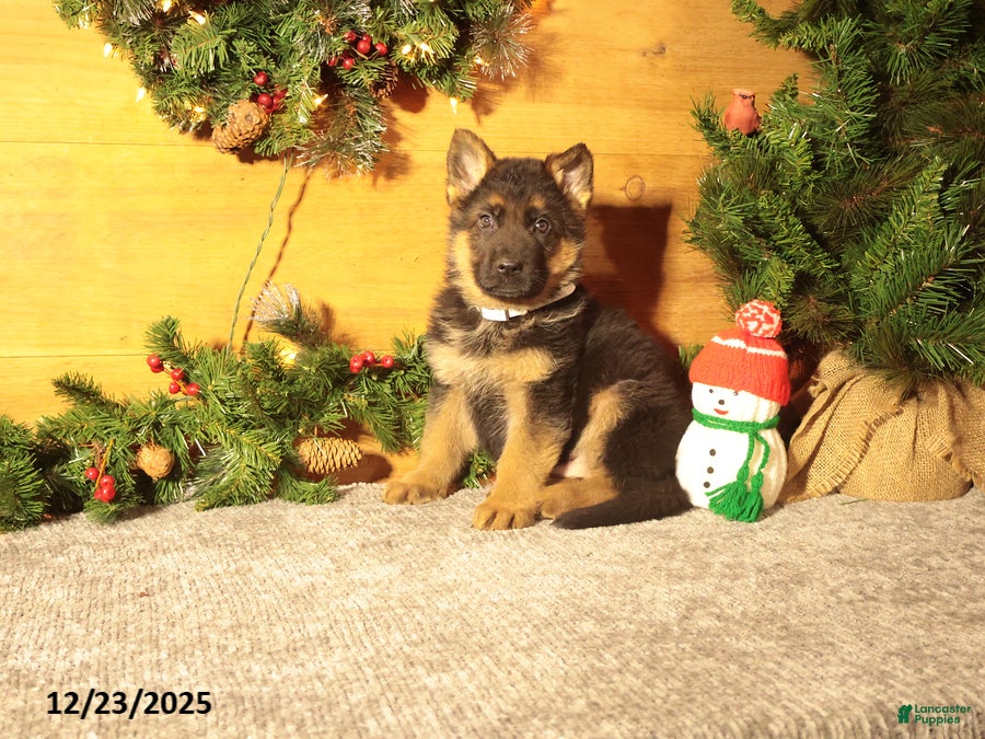 German Shepherd dogs for sale: Dasher - Ad 1