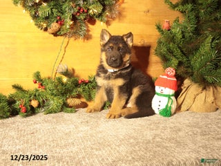German Shepherd dogs for sale: Dasher - Ad 1