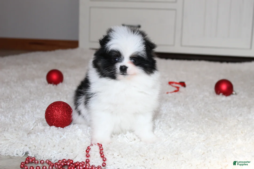 Pomeranian dogs for sale: Dax - Ad 13