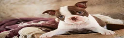 Boston Terrier dogs for sale: Crickett - Ad 7