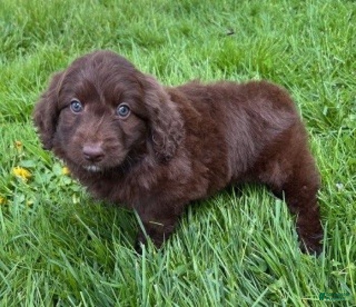 Aussiedoodle dogs Leya - Ad 2