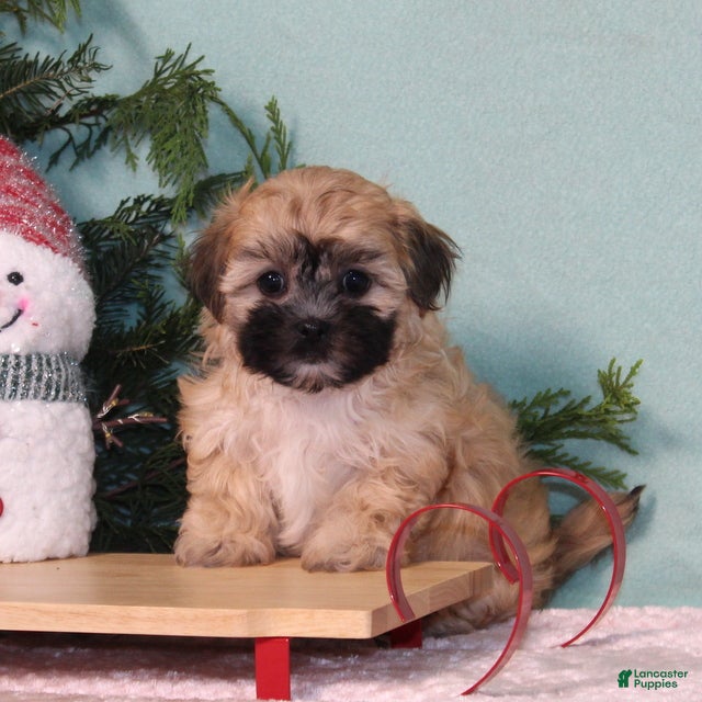 Teddy Bear dogs Koko - Ad 15