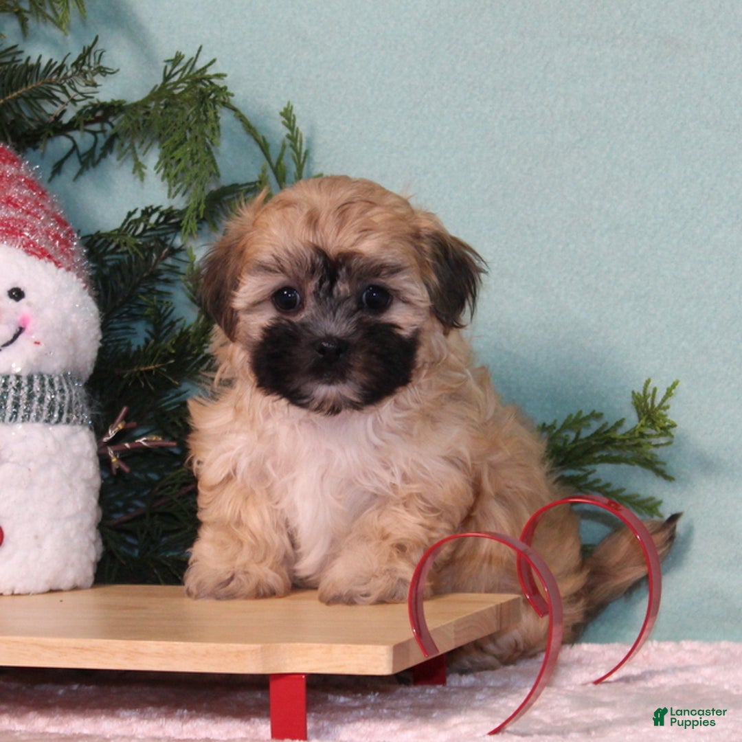 Teddy Bear dogs for sale: Koko - Ad 1