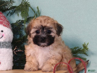 Teddy Bear dogs Koko - Ad 15