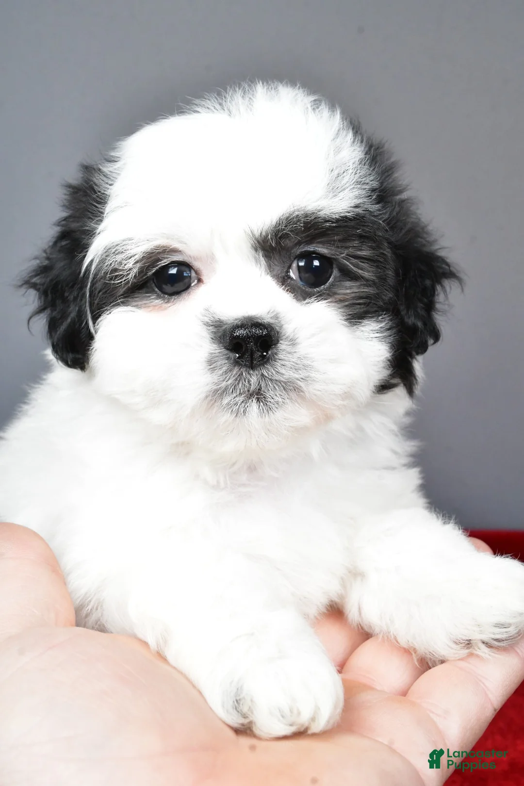 Teddy Bear dogs for sale: poppy - Ad 5