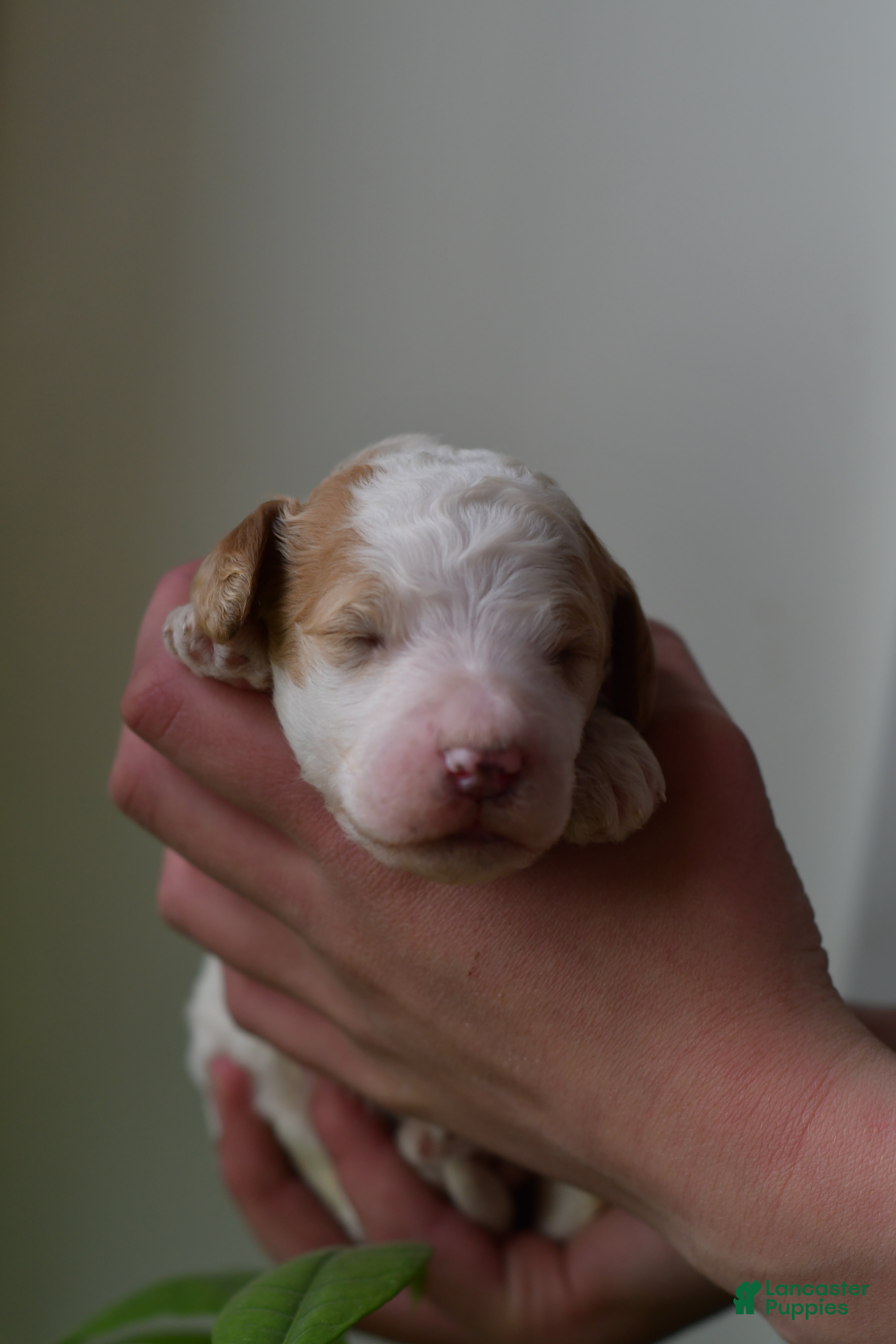 Standard Poodle dogs Standard Poodle Puppy 3 - Ad 1