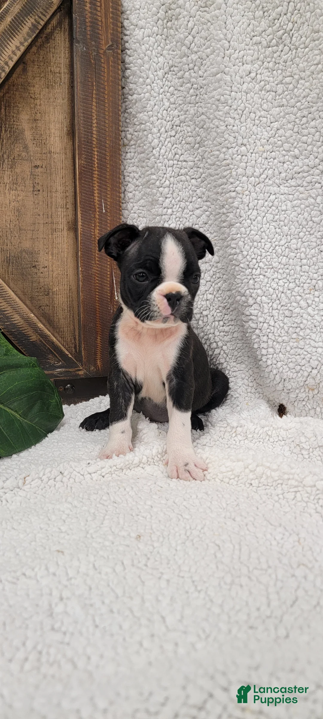 Boston Terrier dogs for sale: Bella - Ad 6