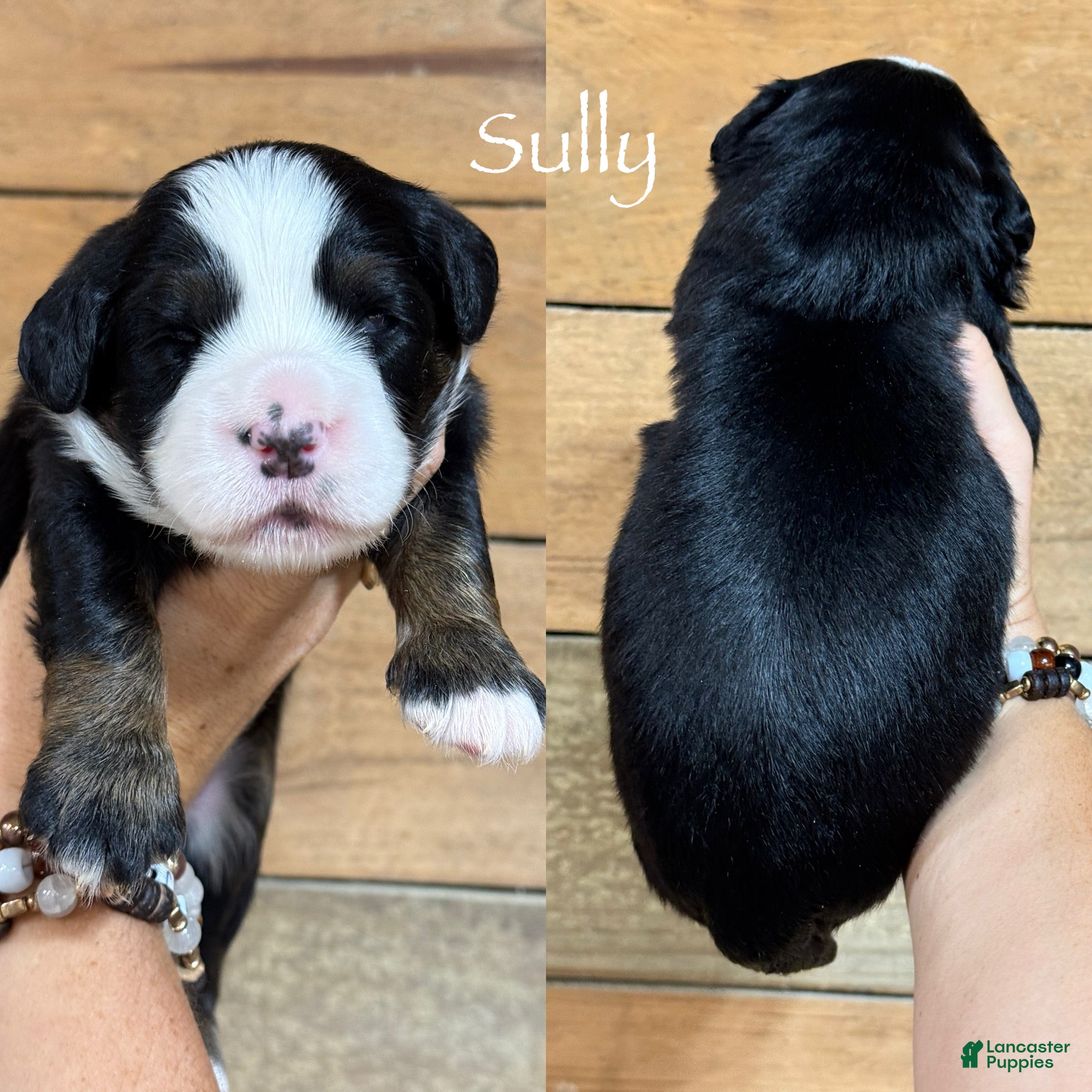 Mini Bernedoodle dogs Sully - Tricolored Mini Bernedoodle  - Ad 28