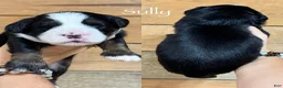 Mini Bernedoodle dogs for sale: Sully - Tricolored Mini Bernedoodle  - Ad 1