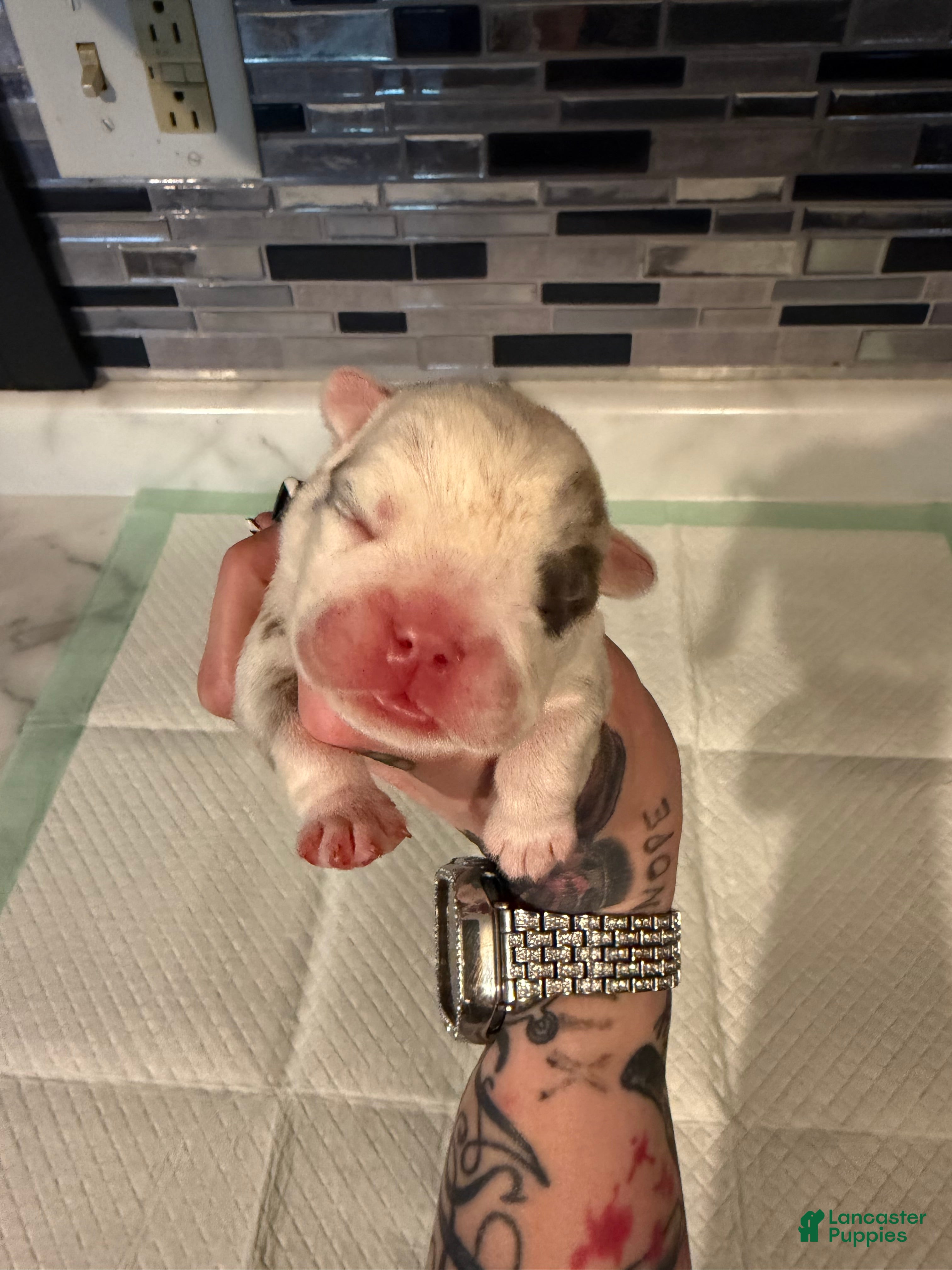 English Bulldog dogs Blue Merle male  - Ad 25
