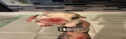 English Bulldog dogs for sale: Blue Merle male  - Ad 1