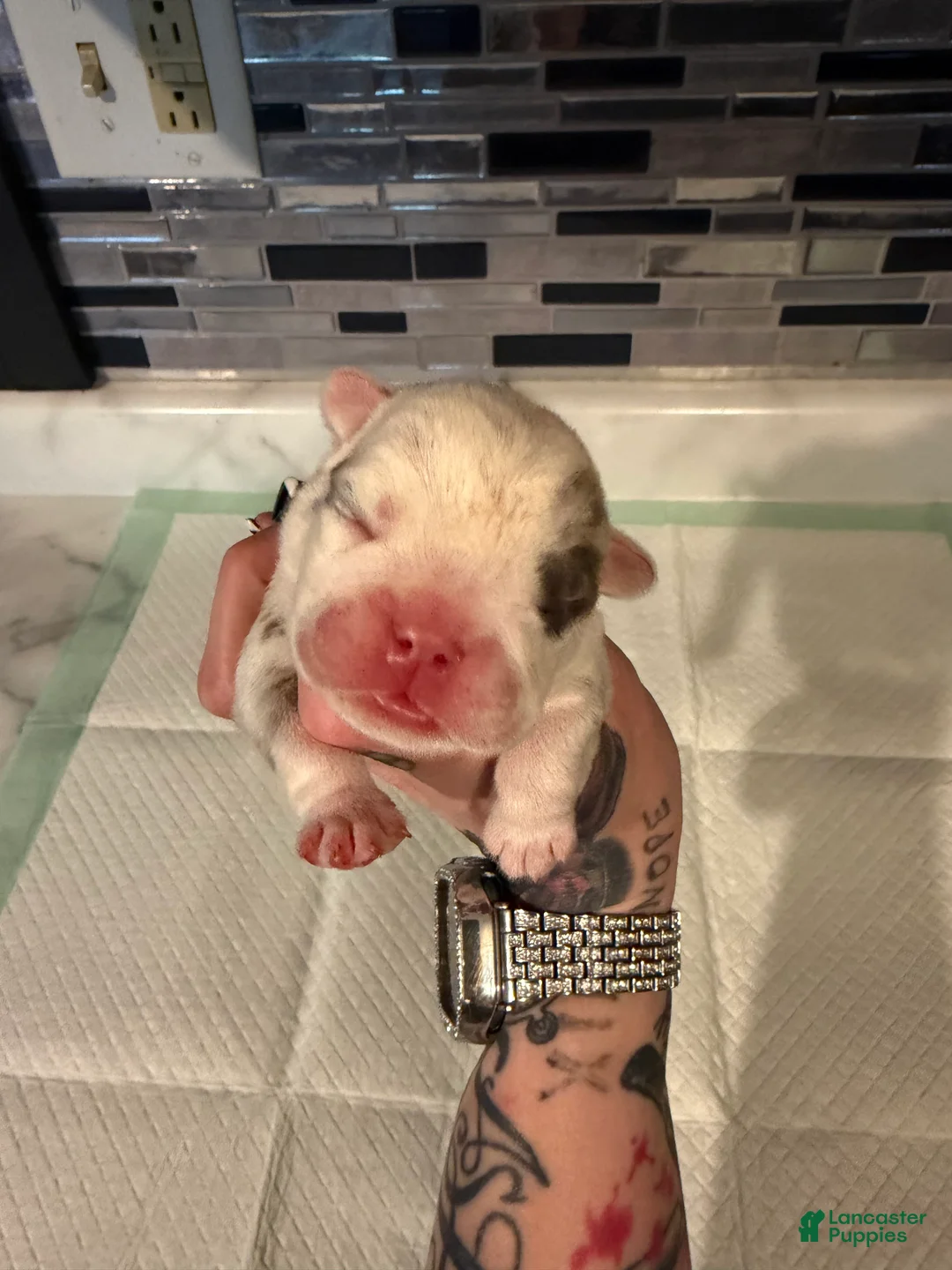 English Bulldog dogs for sale: Blue Merle male  - Ad 1