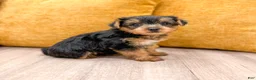 Yorkshire Terrier dogs for sale: Luna - Ad 6