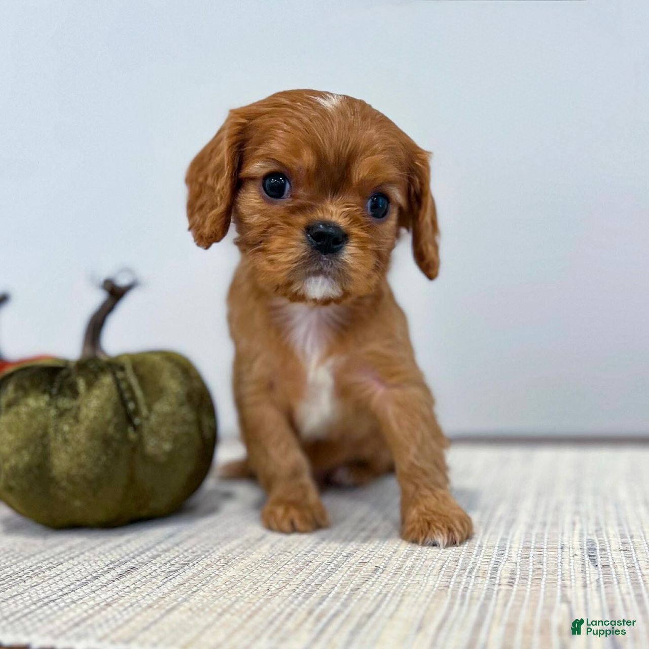 Cavalier King Charles Spaniel dogs Teddy - Ad 5