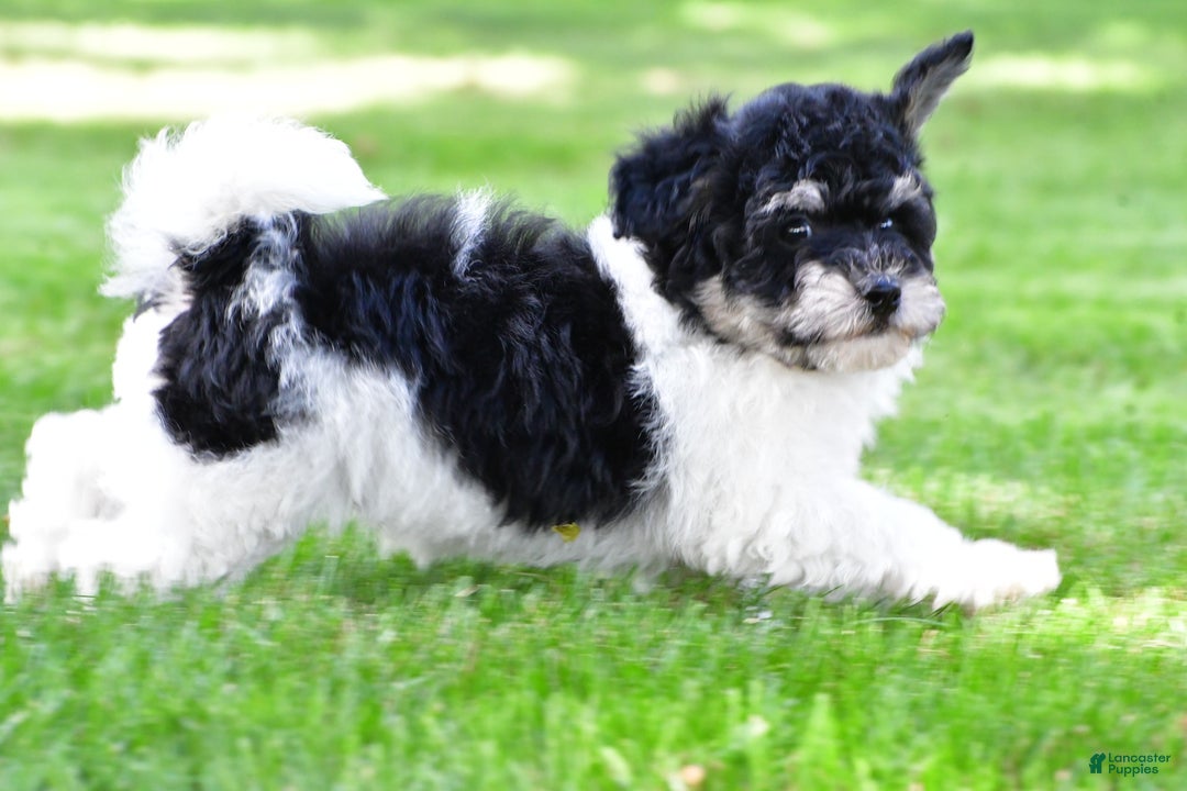 Bichpoo dogs for sale: knox - Ad 9