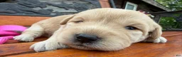 Labradoodle dogs for sale: Chloe (Girl) - Ad 2