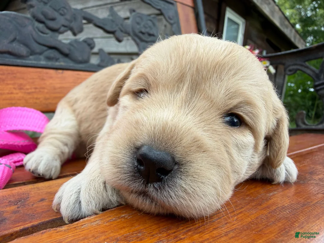 Labradoodle dogs for sale: Chloe (Girl) - Ad 2