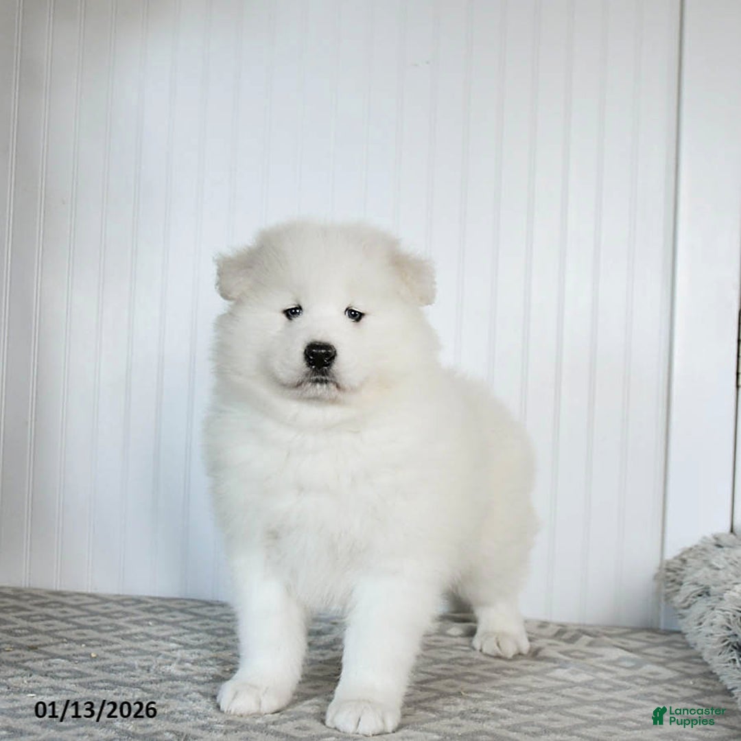 Samoyed dogs for sale: Pearl - Ad 3