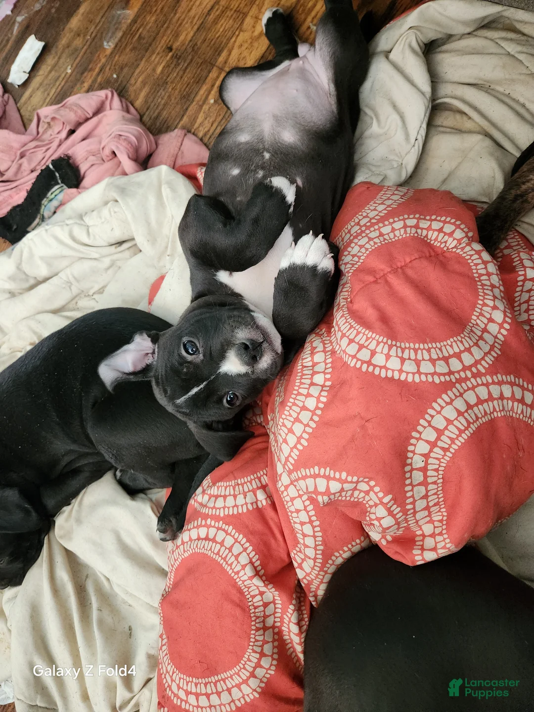 Mixed Breed dogs for sale: Mixed Breed Puppy 4 - Ad 2