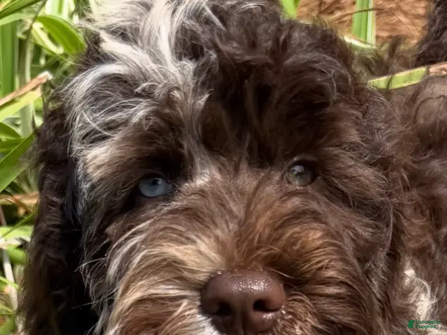 Australian Labradoodle dogs for sale: Sailor Mini Australian labradoodle - Ad 1