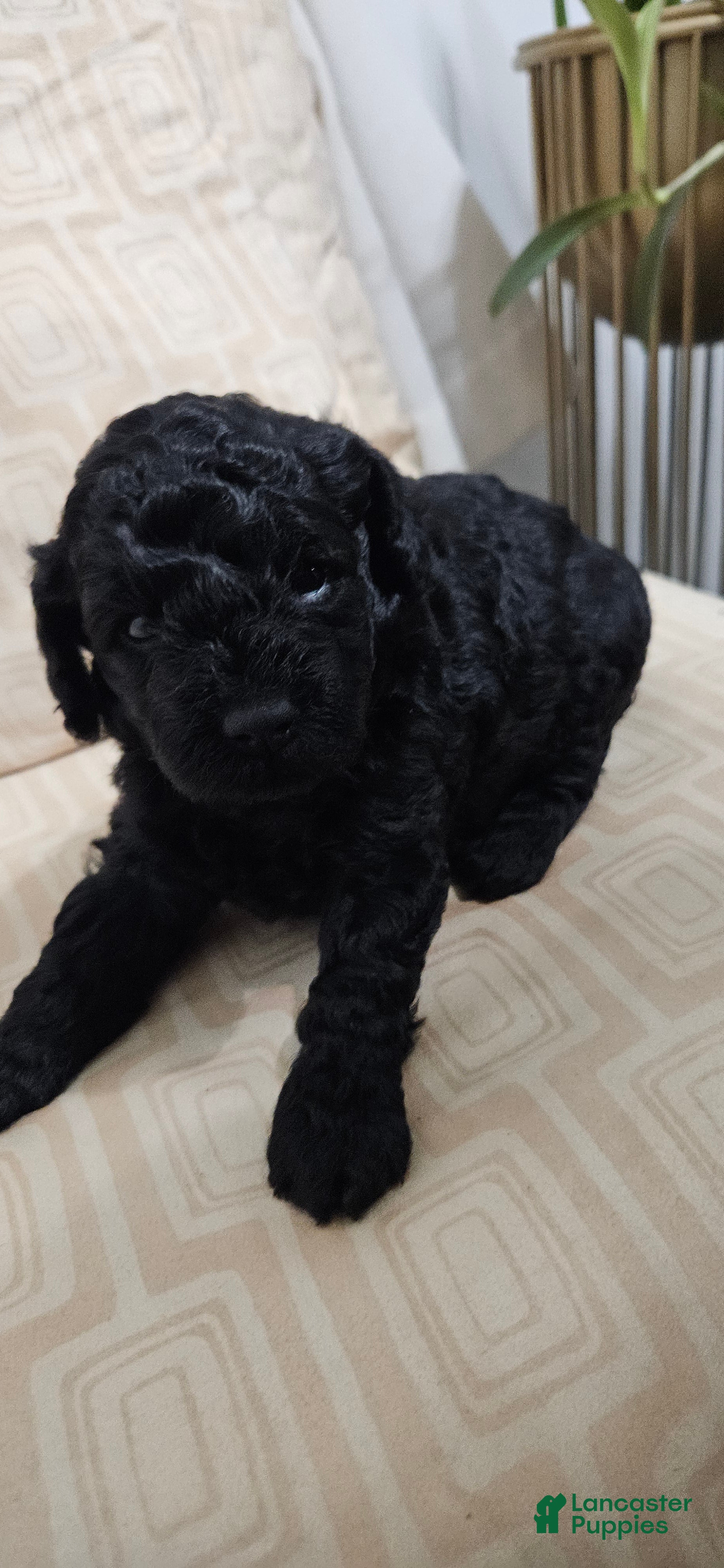 Miniature Poodle dogs Miniature Poodle 2 - Ad 13