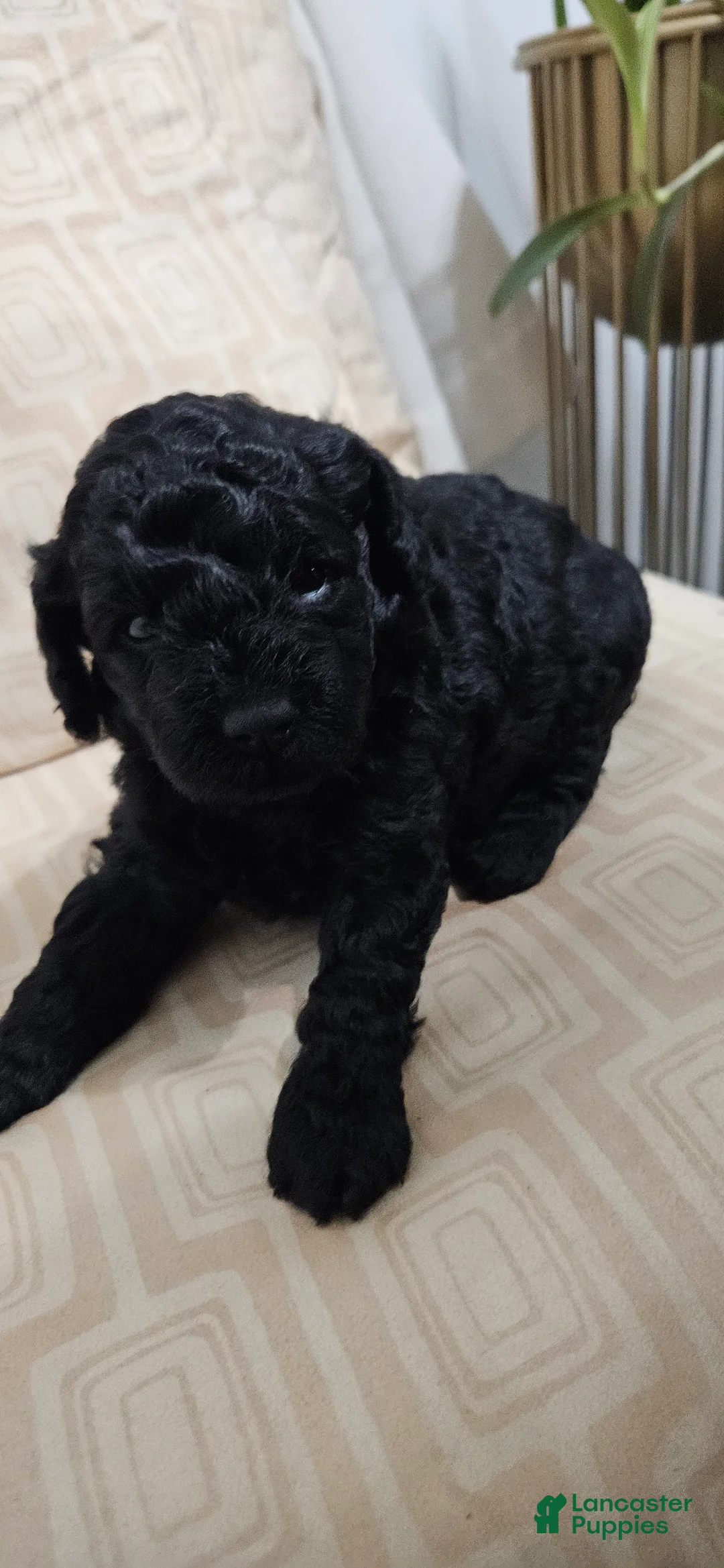 Miniature Poodle dogs for sale: Miniature Poodle 2 - Ad 1