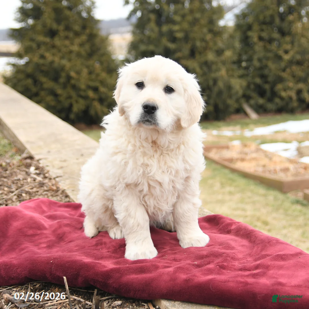 Golden Retriever dogs for sale: Stella - Ad 2