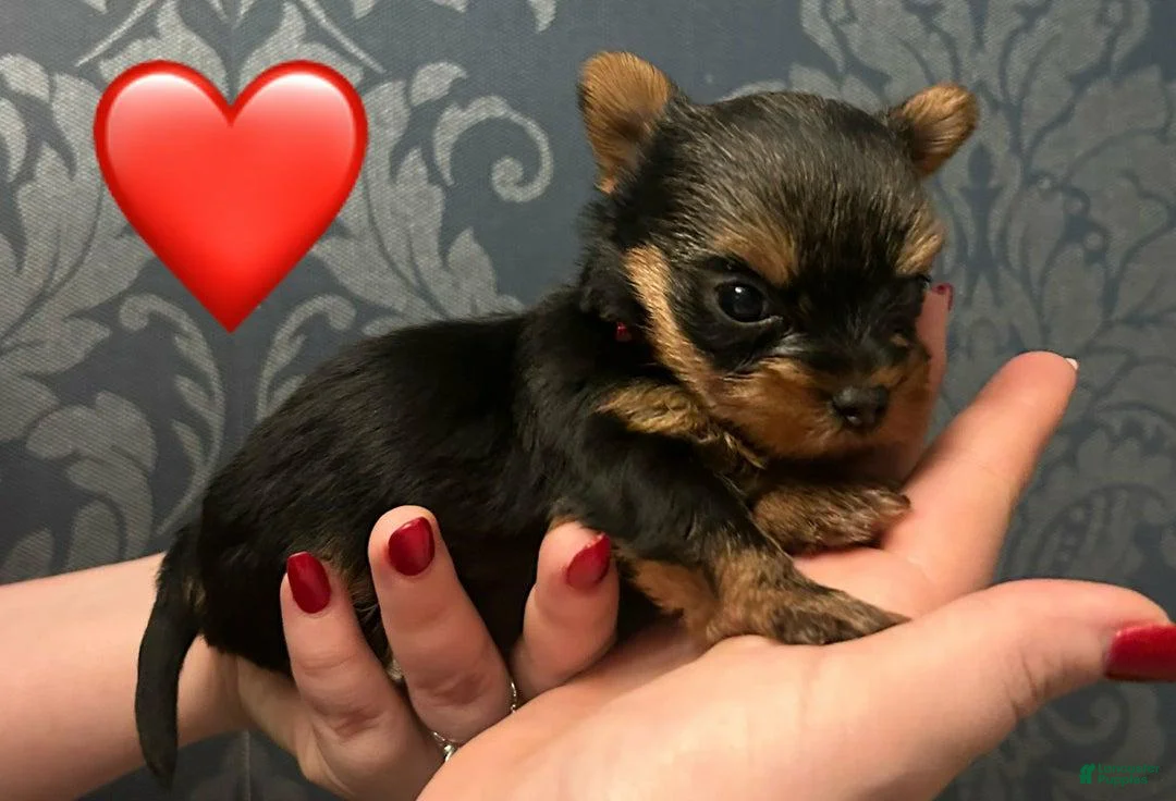 Yorkshire Terrier dogs for sale: Sara - Ad 6