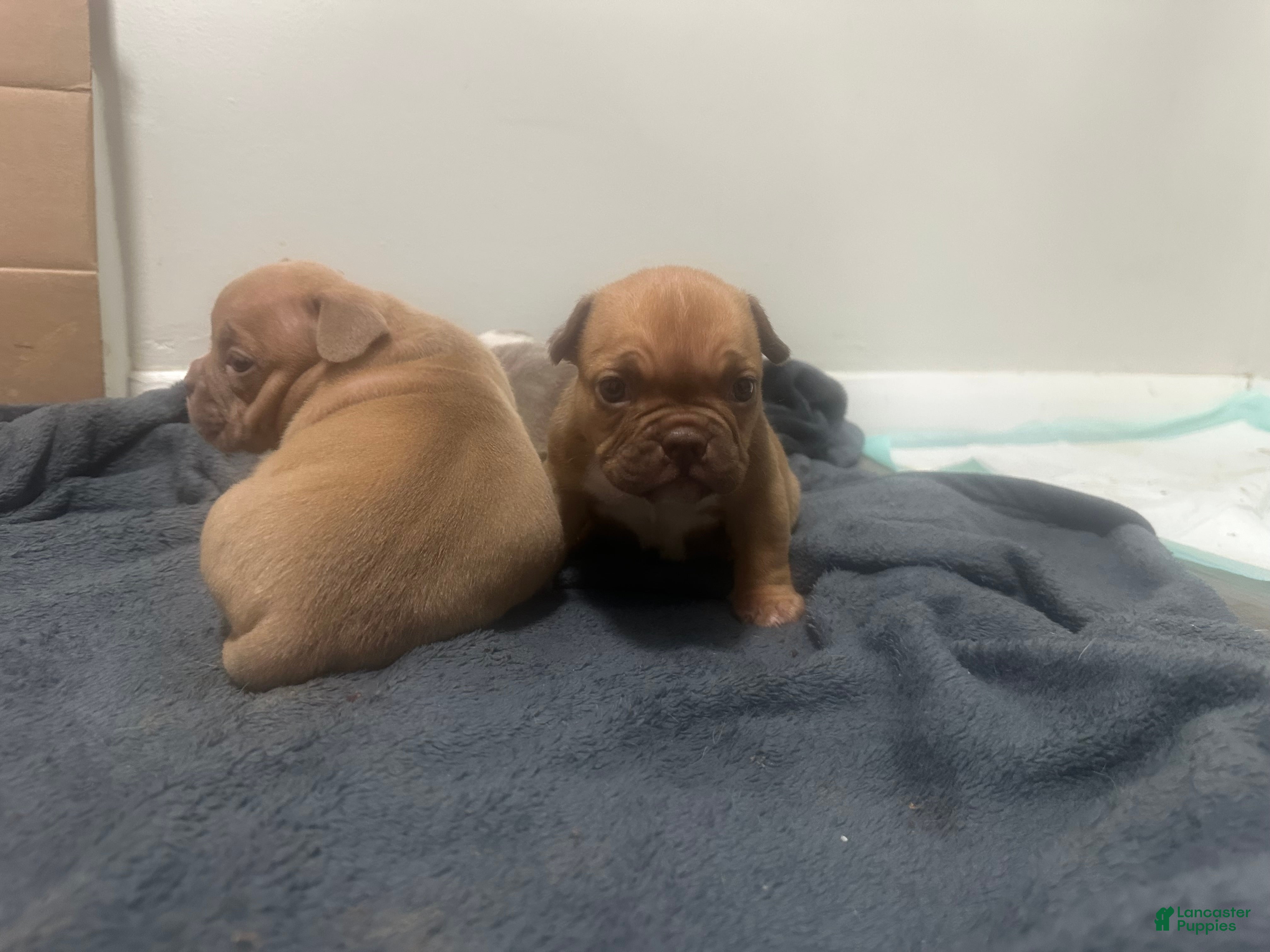 American Bully dogs Mocha - Ad 2