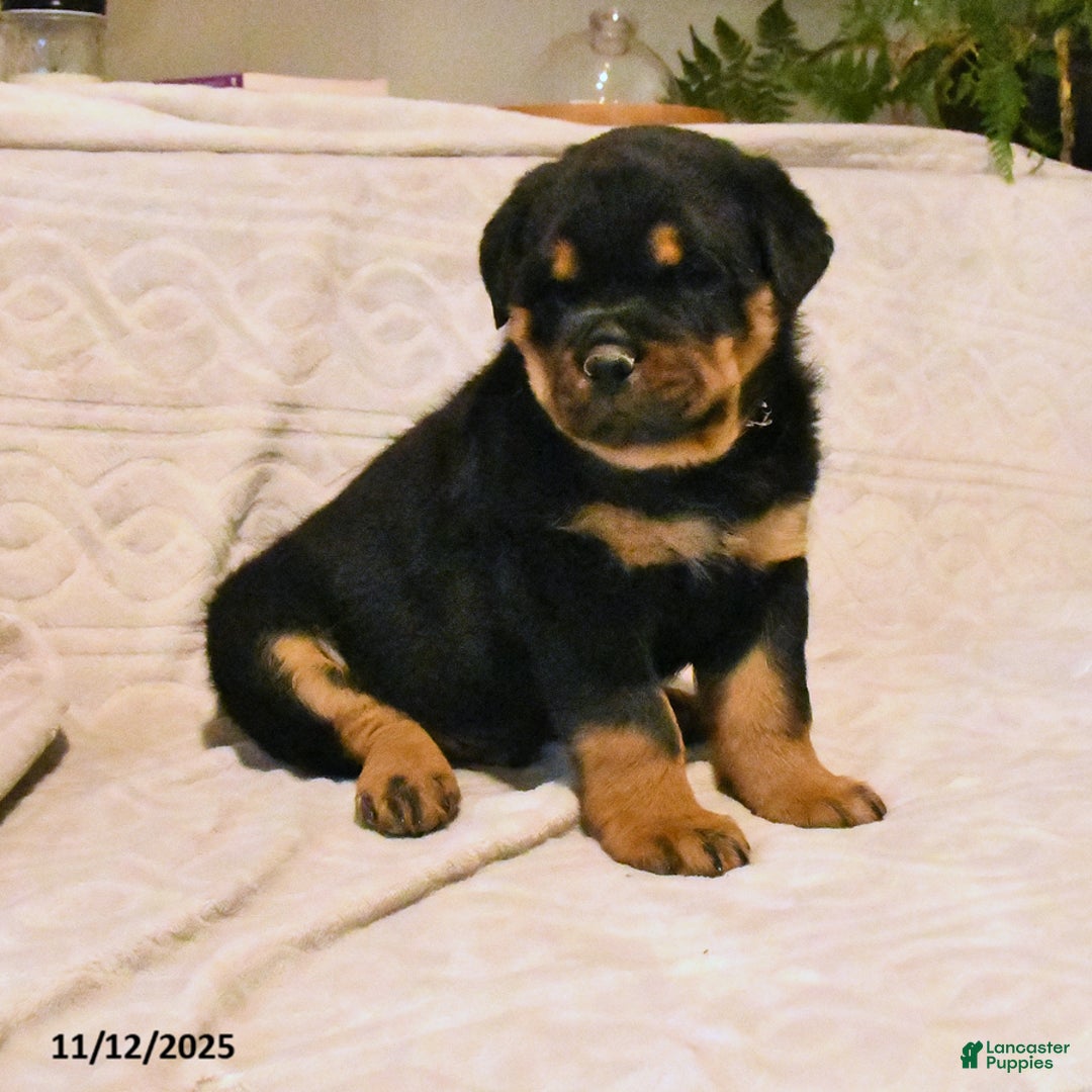 Rottweiler dogs for sale: Bandit - Ad 2